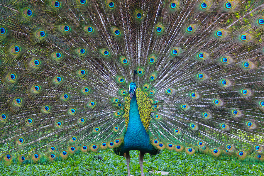 Peacock